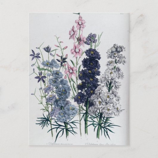 Delphiniums, van de "damestuin" briefkaart (Voorkant)