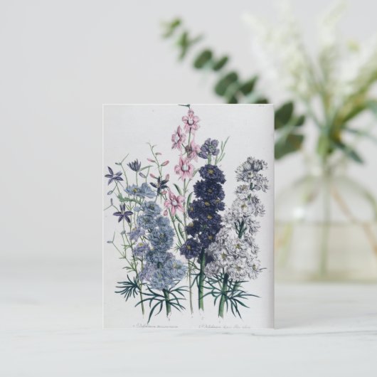 Delphiniums, van de "damestuin" briefkaart (Staand voorkant)