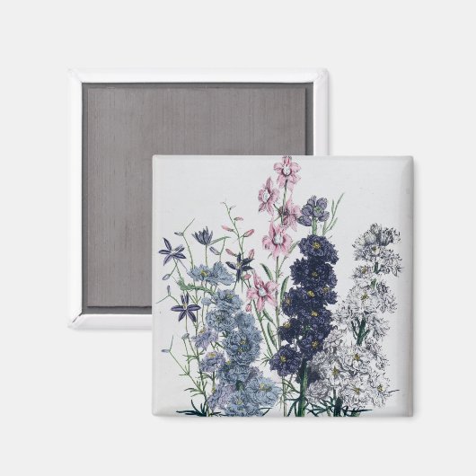 Delphiniums, van de "damestuin" magneet (Voorkant / Achterkant)