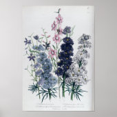 Delphiniums, van de "damestuin" poster (Voorkant)