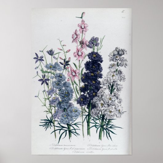 Delphiniums, van de "damestuin" poster (Voorkant)