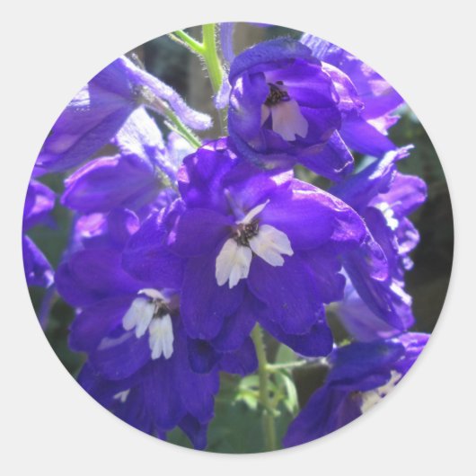 Delphiniumventiel Sluiten Ronde Sticker (Voorkant)