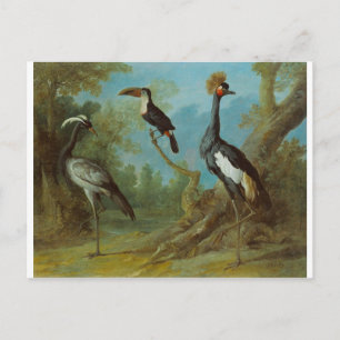 Demoiselle Crane, Toucan en Tufted Crane Briefkaart