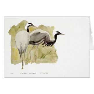 Demoiselle Cranes