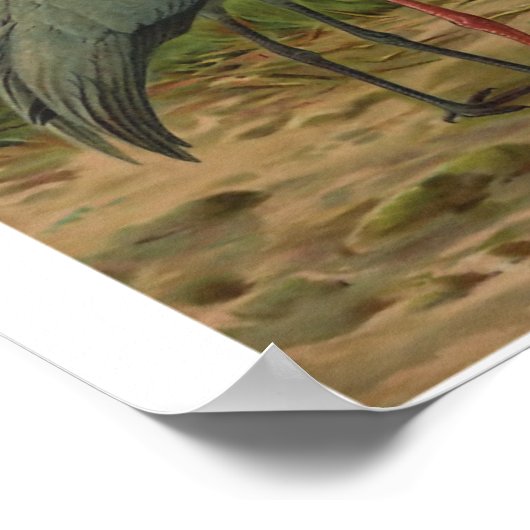 Demoiselle en Siberian Cranes  Bird Poster (Hoek)