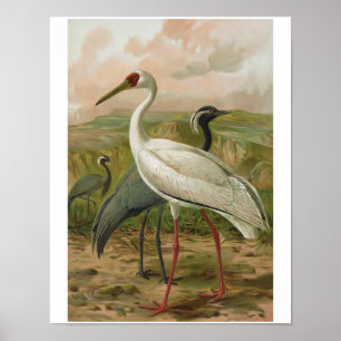 Demoiselle en Siberian Cranes Bird Poster