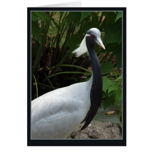 Demoselle Crane (Voorkant)