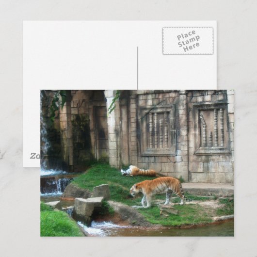 Den van de tijger briefkaart (Voorkant / Achterkant)