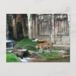 Den van de tijger briefkaart