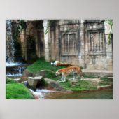 Den van de tijger poster (Voorkant)