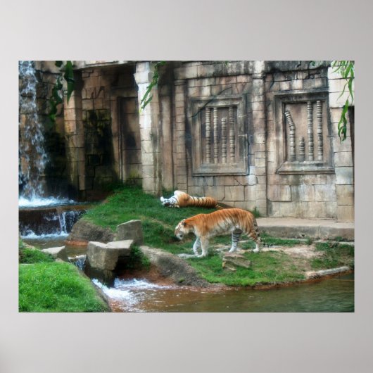 Den van de tijger poster (Voorkant)