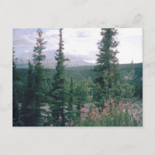 Denali, Alaska Briefkaart