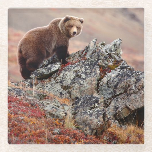 Denali Brown Beer Glazen Onderzetter (Voorkant)