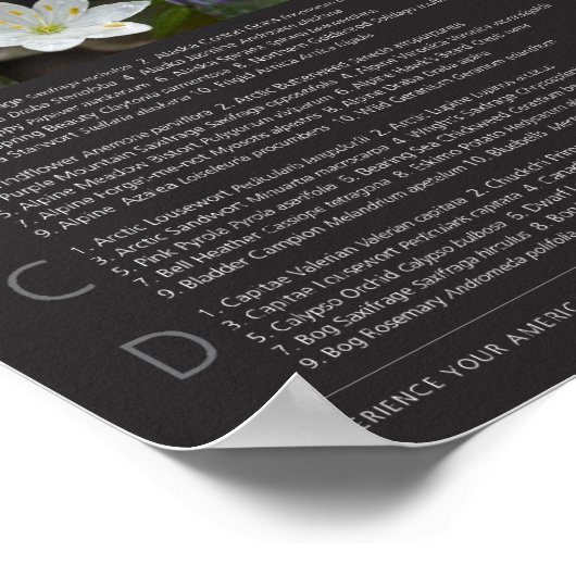 Denali Wildflower Poster (Hoek)