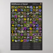 Denali Wildflower Poster (Voorkant)
