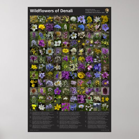 Denali Wildflower Poster (Voorkant)