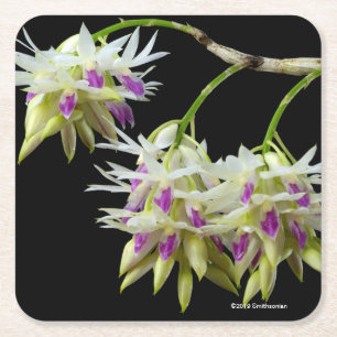 Dendrobium Amethystoglossum Kartonnen Onderzetters