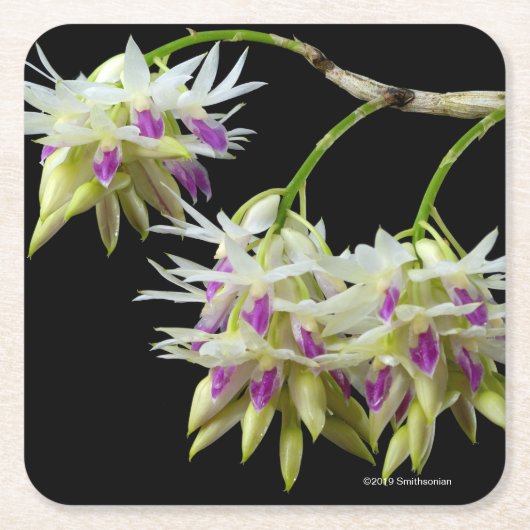 Dendrobium Amethystoglossum Kartonnen Onderzetters (Voorkant)