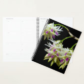 Dendrobium Amethystoglossum Planner (Display)