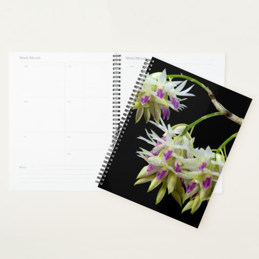 Dendrobium Amethystoglossum Planner (Display)