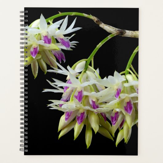 Dendrobium Amethystoglossum Planner (Voorkant)