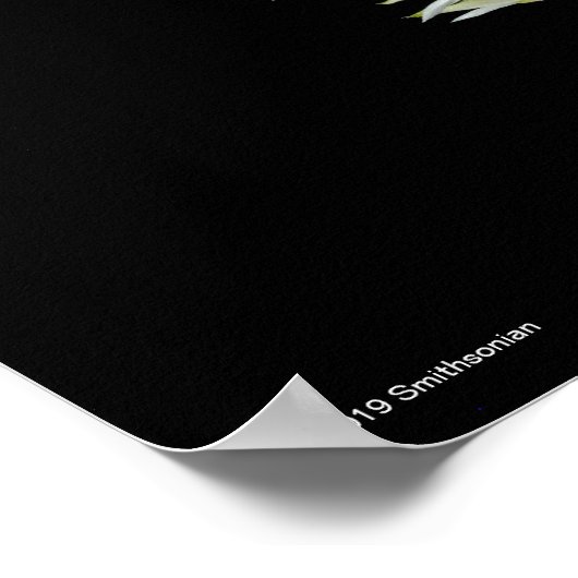 Dendrobium Amethystoglossum Poster (Hoek)