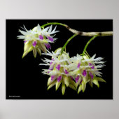 Dendrobium Amethystoglossum Poster (Voorkant)