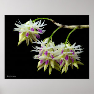 Dendrobium Amethystoglossum Poster