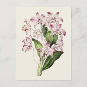 Dendrobium bloemenillustratie Briefkaart
