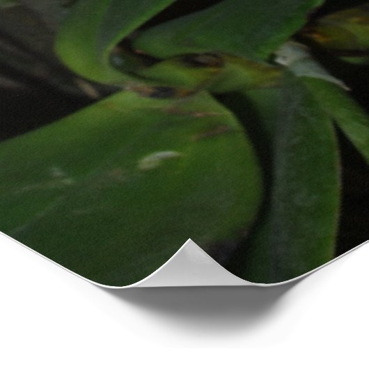 Dendrobium Densiflorum Poster (Hoek)