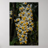 Dendrobium Densiflorum Poster (Voorkant)