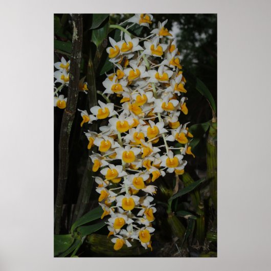 Dendrobium Densiflorum Poster (Voorkant)