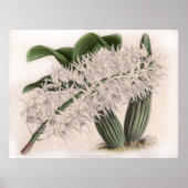 Dendrobium hillii Orchidee Flower Poster (Voorkant)