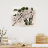 Dendrobium hillii Orchidee Flower Poster (Keuken)