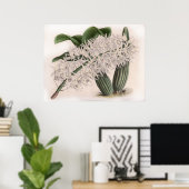 Dendrobium hillii Orchidee Flower Poster (Thuiskantoor)