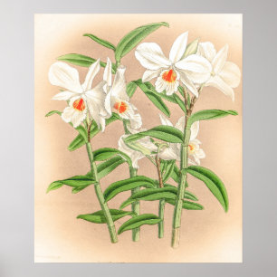  Dendrobium Jamesianum Orchidee Flower Poster