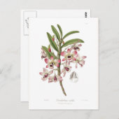 Dendrobium nobile briefkaart (Voorkant / Achterkant)