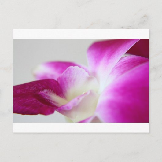 Dendrobium Orchid Briefkaart (Voorkant)