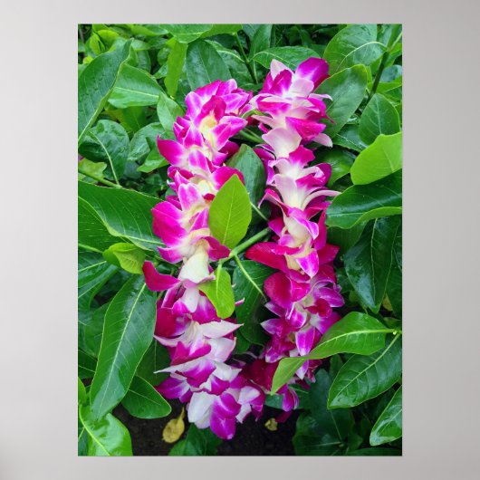 Dendrobium Orchid Lei Poster (Voorkant)
