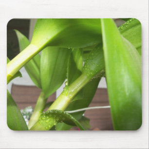 Dendrobium Orchid stengels closeup Muismat