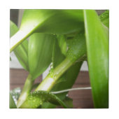 Dendrobium Orchid stengels closeup Tegeltje (Voorkant)