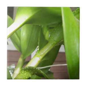 Dendrobium Orchid stengels closeup Tegeltje