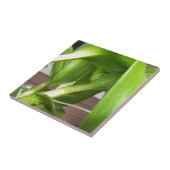 Dendrobium Orchid stengels closeup Tegeltje (Zijkant)