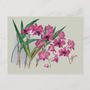 Dendrobium Orchids Floral Briefkaart