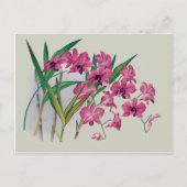 Dendrobium Orchids Floral Briefkaart (Voorkant)