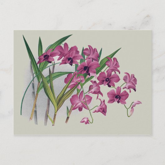 Dendrobium Orchids Floral Briefkaart (Voorkant)