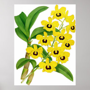  Dendrobium suavissimum Orchidee Flower Poster