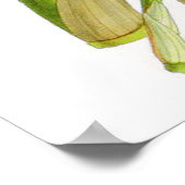  Dendrobium suavissimum Orchidee Flower Poster (Hoek)