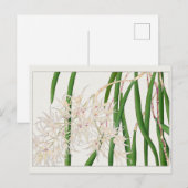 Dendrobium teretifolium door Tanigami Konan Briefkaart (Voorkant / Achterkant)