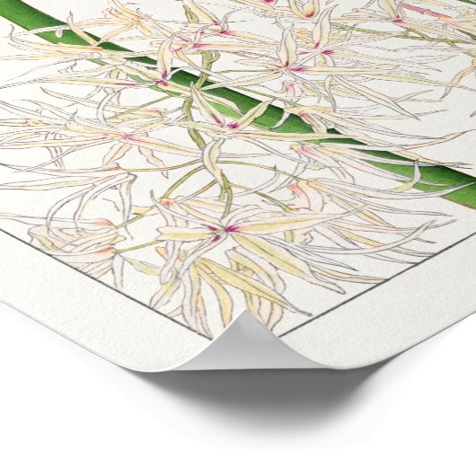Dendrobium teretifolium door Tanigami Konan Poster (Hoek)